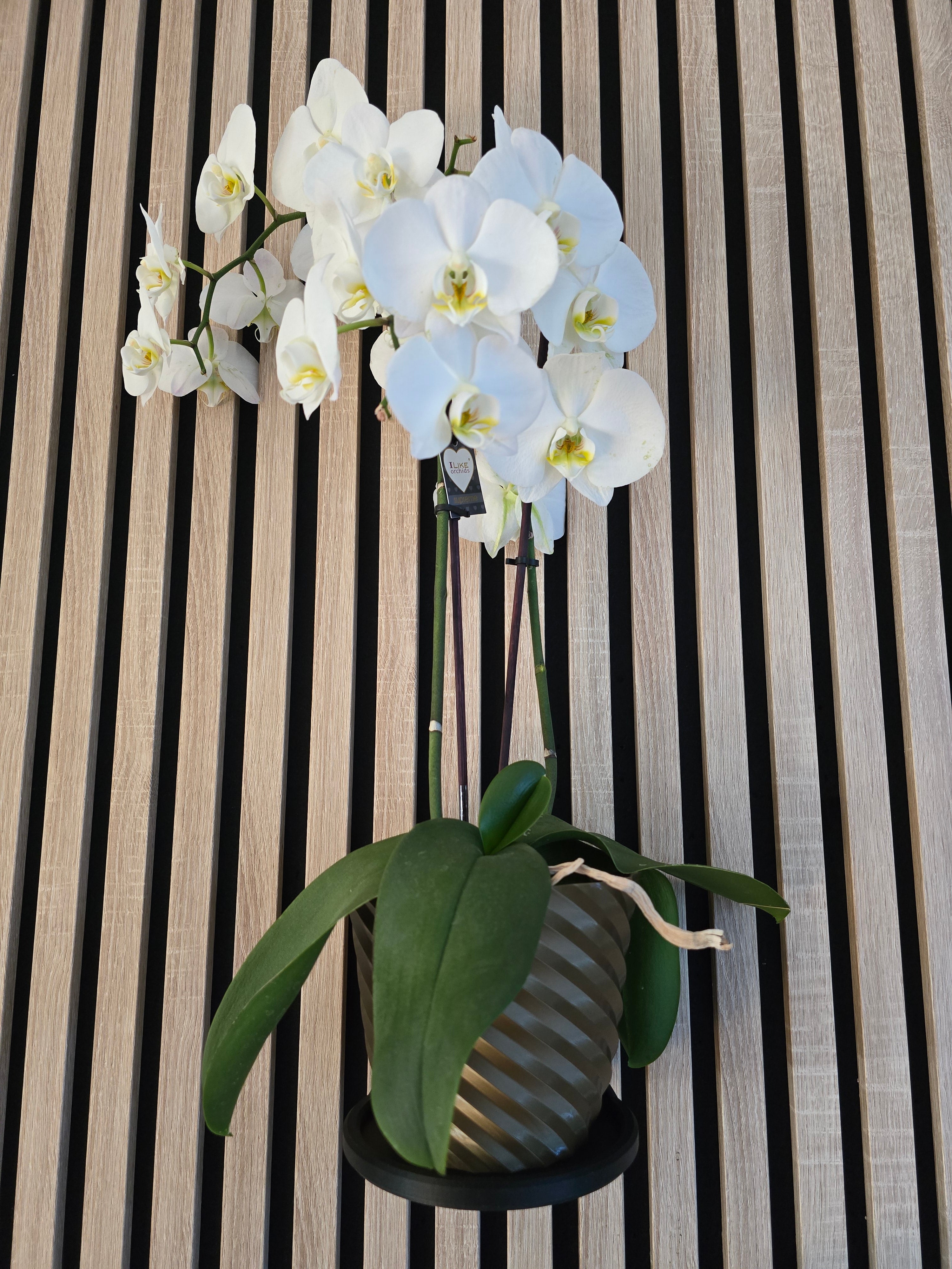 Enhance your wooden acoustic panels in our bedroom with the sleek and functional Aku Panel Design Plant Ring by WallTune. This meticulously crafted Ring is the ideal complement to your AKU (acoustic) panel, offering a custom design that seamlessly integrates with popular brands such as WoodUpp, Hori, Nordic, Fibrotech, Bauhaus, Hornbach, and Obi.